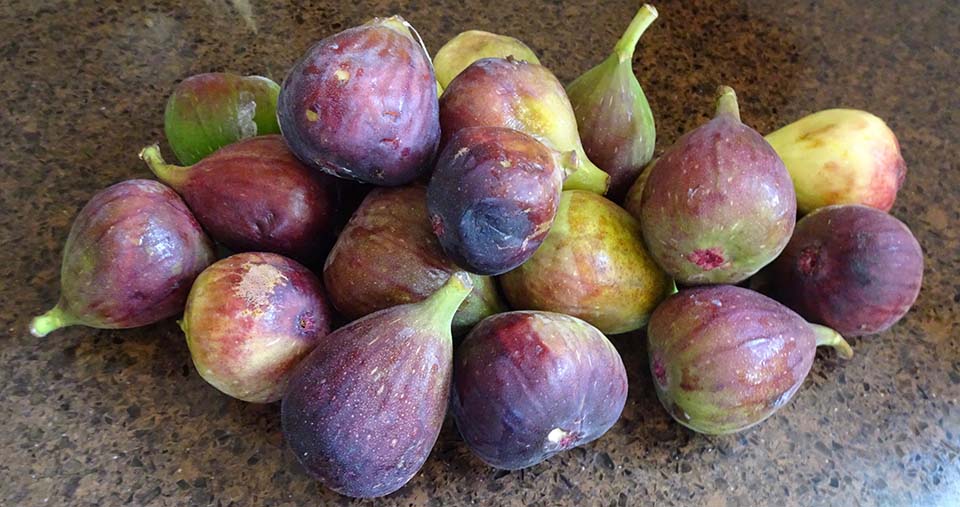 Fig Vinegar SBA's Kitchen Home